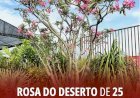 Rosa do deserto de 25 anos chama a atenção em viveiro de Minaçu