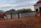 Homem invade recinto de elefante no Zoológico de Brasília