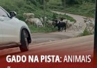 Gado na pista: animais são flagrados na Rua 19, próximo à creche