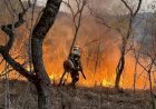 Incêndio atinge reserva indígena Avá-Canoeiro e destrói 25% do território em Goiás, em Minaçu e Cavalcante