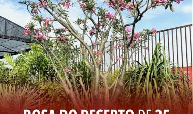 Rosa do deserto de 25 anos chama a atenção em viveiro de Minaçu