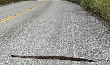 Jiboia avistada na GO-241 em Minaçu