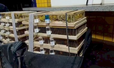 Idoso é preso com mais de 200 aves silvestres transportadas ilegalmente na BR-060; em Jataí