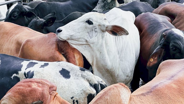 Governo de Goiás regulamenta perdão de dívidas de ICMS para mais de 10 mil produtores rurais