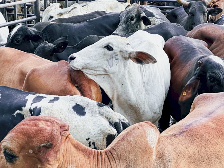 Governo de Goiás regulamenta perdão de dívidas de ICMS para mais de 10 mil produtores rurais